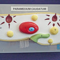 Paramecium Model