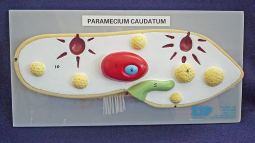 Paramecium Model
