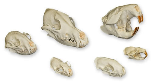 Dietary Skull Set