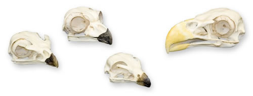 Bird of Prey Skull Kit