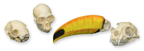Rainforest Skull Kit
