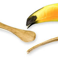 Animal Adaptation Skull Kit - Birds