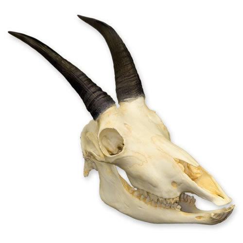 Mountain Goat Skull