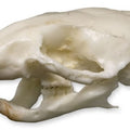 Mouse Skull
