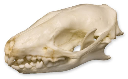 Hedgehog Skull