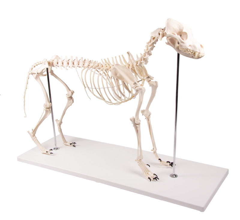 Dog Skeleton Life Size
