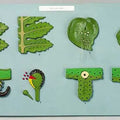 Fern Life Cycle Model
