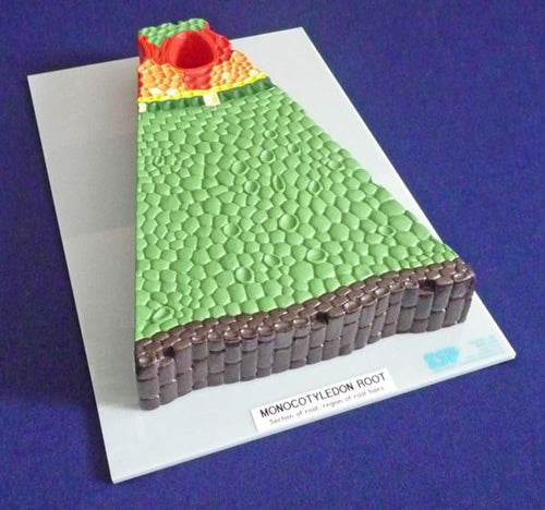 Monocot Root (Iris) Model
