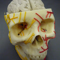 Brain In Skull