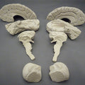 Soft Brain