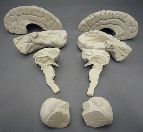 Soft Brain