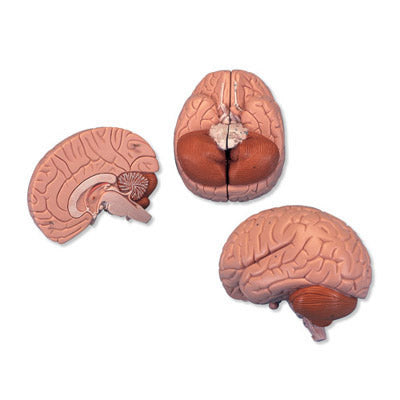 Brain, Bisectable, 2 Part