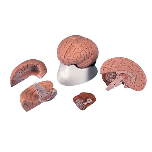 Brain, 4 Parts