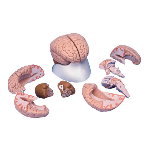 Brain Life size in 8 Parts