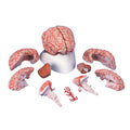 Brain 9 Part With Arteries