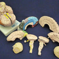 Brain, 8 Part, Life Size, Coloured