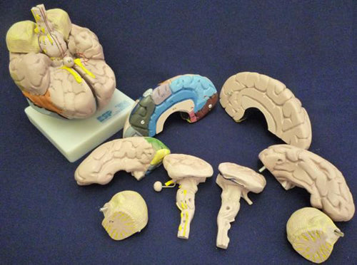 Brain, 8 Part, Life Size, Coloured
