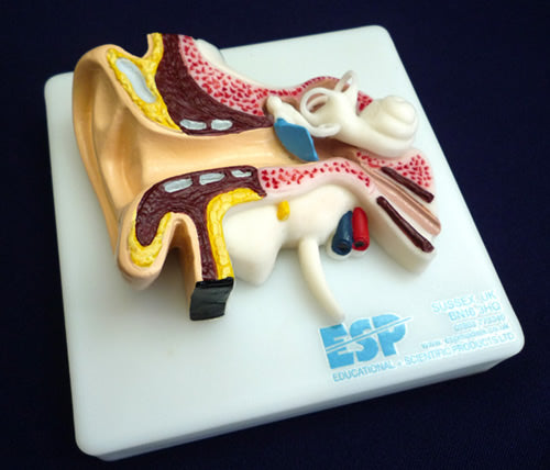 Life Size Ear