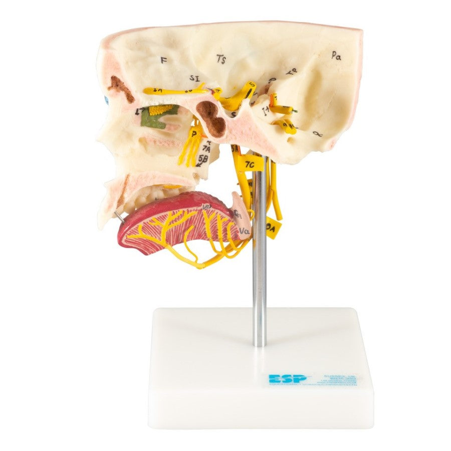 Special Senses Model