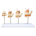 Development Of Teeth