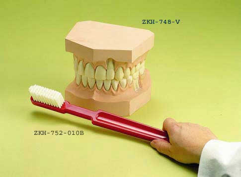 Upper and Lower Teeth Set with Giant Toothbrush