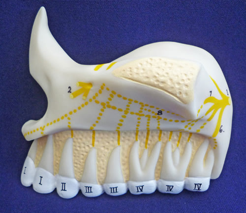 Upper Jaw