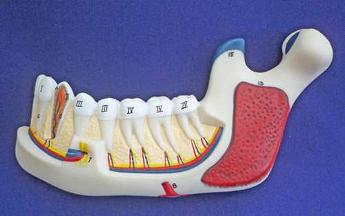 Lower Jaw