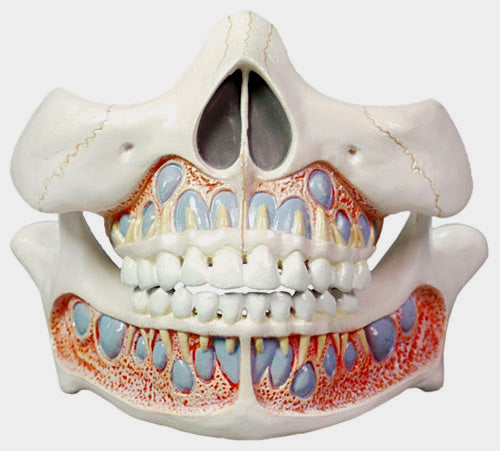 Deciduous Teeth Model, Life Size