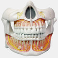 Permanent Teeth Model, Life Size