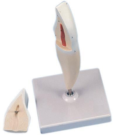 Incisor Tooth