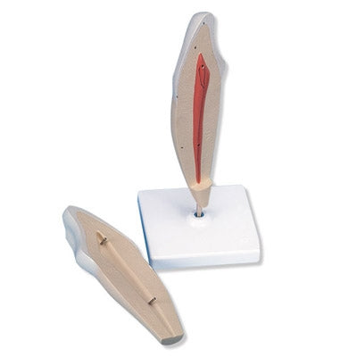 Lower Canine Tooth 2 Part