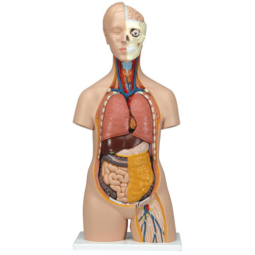 Torso 12 Parts, With Head