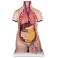 Torso 9 Parts, Without Head