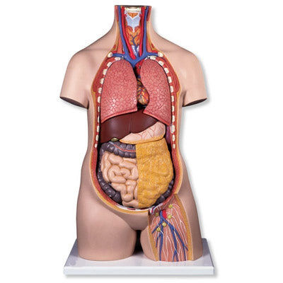 Torso 9 Parts, Without Head