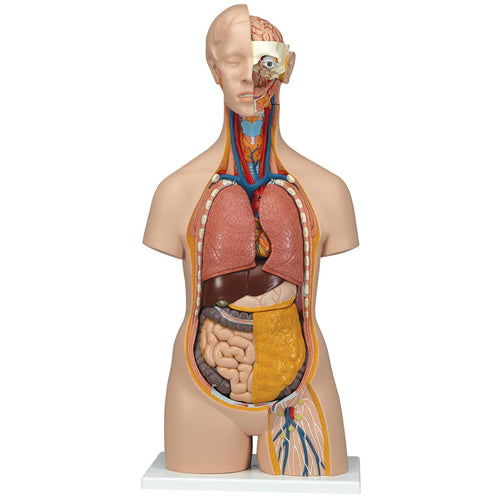 Torso 13 Parts, With Head