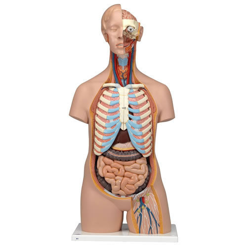 Torso 16 Parts, With Head