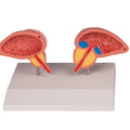 Male Urinary Bladder and Prostate, 2-Part