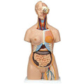 Torso 24 Parts, With Head