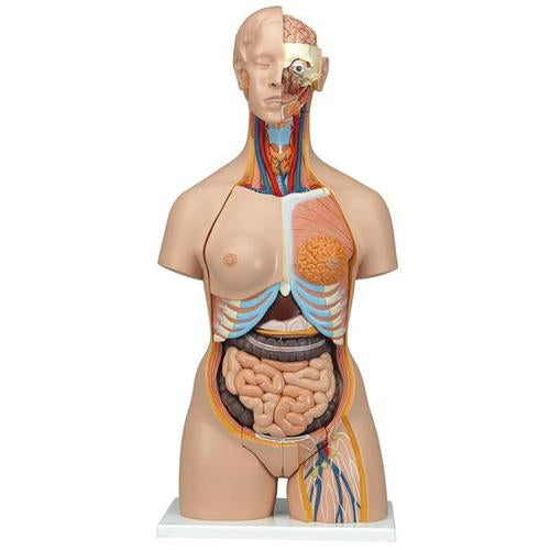 Torso 28 Parts, With Head And Open Back