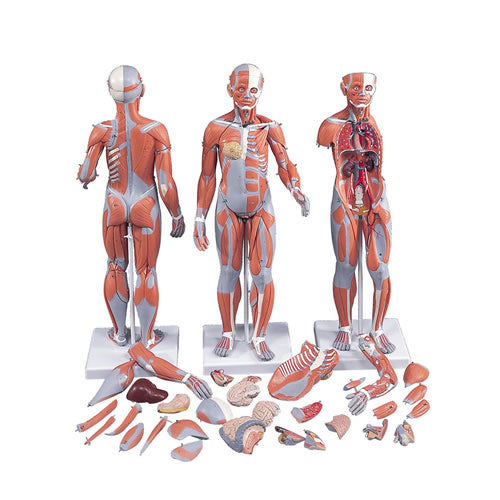 Muscular Model 1/2 Size, 33 Parts
