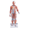 Muscular Model 1/2 Size,20 Parts