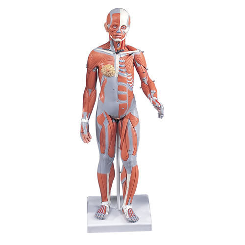 Muscular Model 1/2 Size,20 Parts