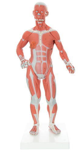 Miniature Muscular Model, 2 Part