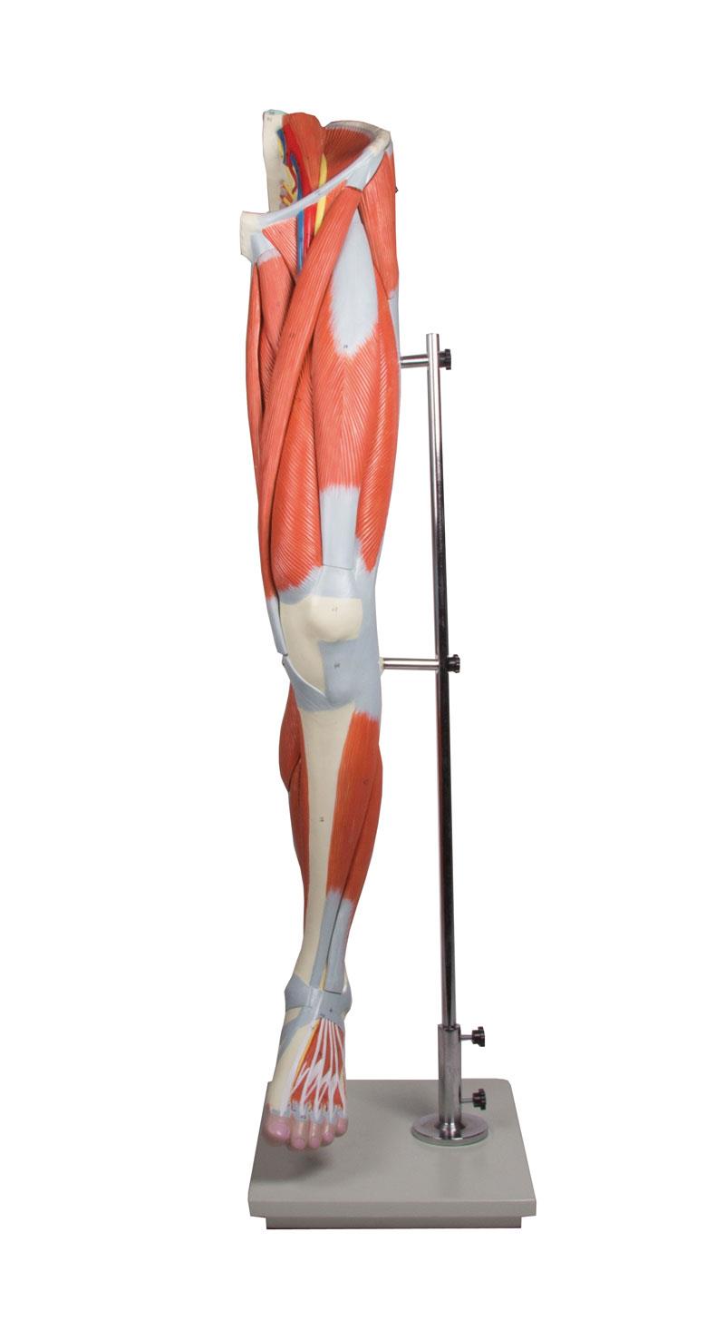 Muscle Leg 13 Parts