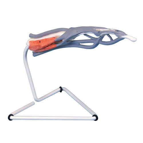 Finger Structure Model