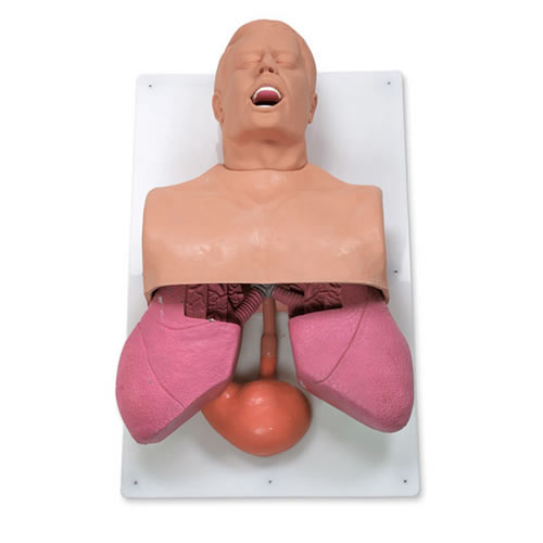 Airway Management Trainer Adult