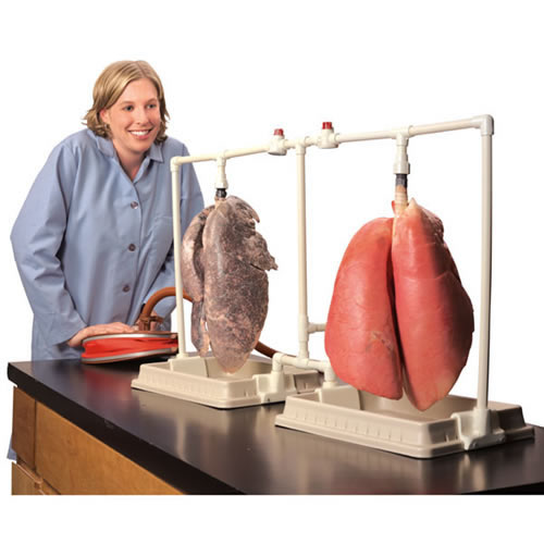 BioQuestÂ® Dual Lungs Comparison Kit