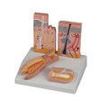Skin, Hair & Nail Desktop Model