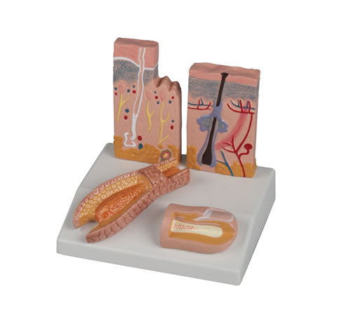 Skin, Hair & Nail Desktop Model
