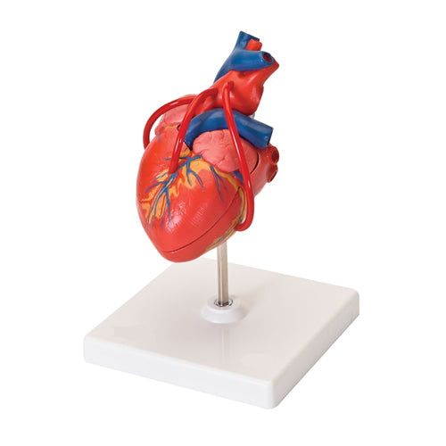 Heart With Bypass, 2 Parts